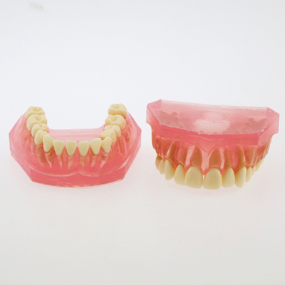 Dental Standard TYPODONT Orthodontic Teeth Model with 28 Removeable Teeth