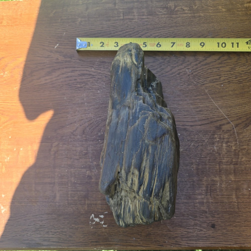 Petrified Wood