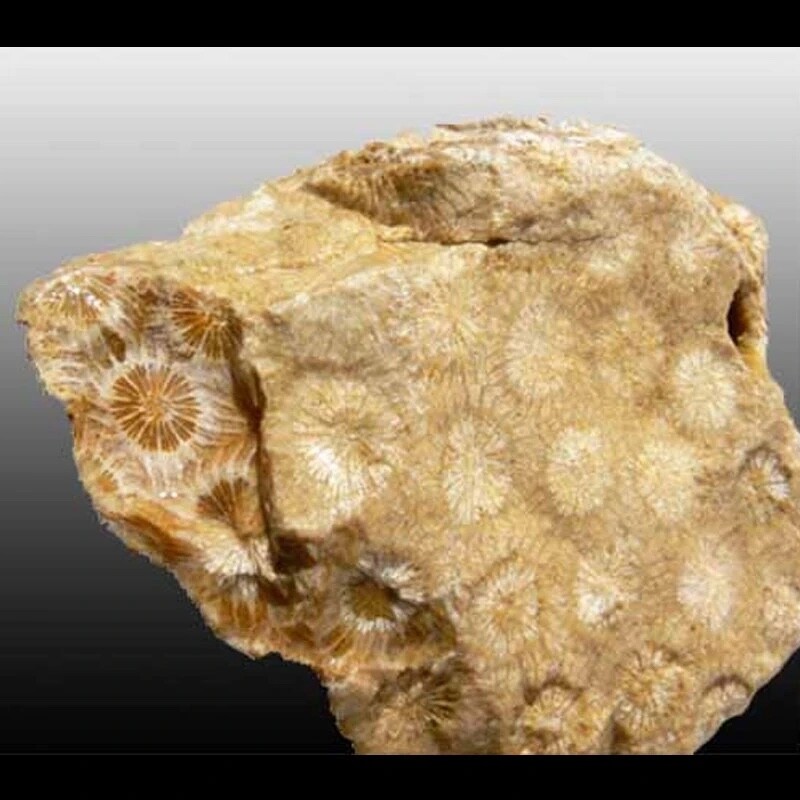 INDONESIAN PETRIFIED CORAL-Agatized (price per pound)