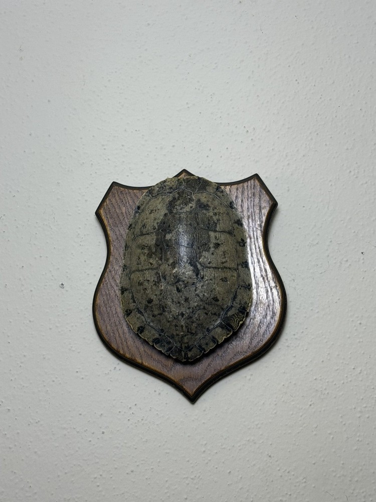 Turtle Shell in real wood plaque