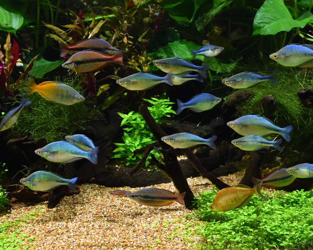 Fish & Aquatic Supplies Alkaline Buffer 4 Kilogram
