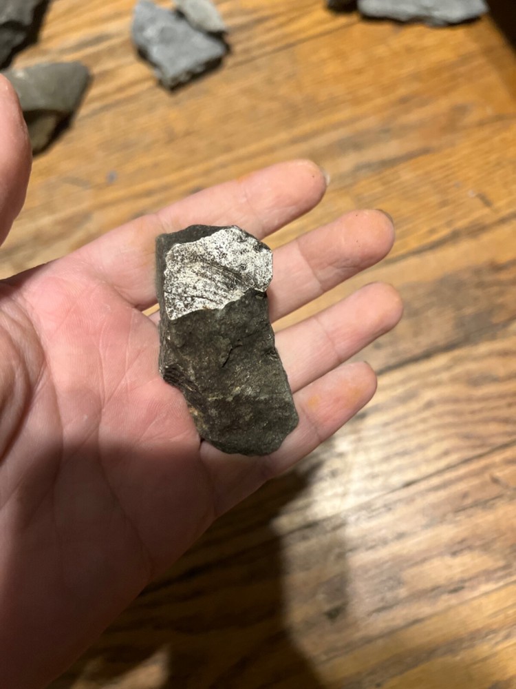 Marine Fossil Rocks