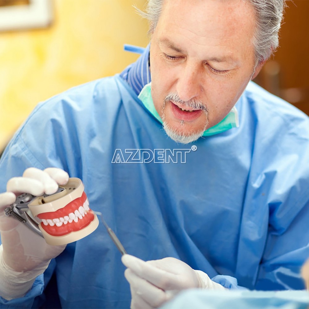Dental Teeth Model With Removable Teeth Compatible with 200 teeth