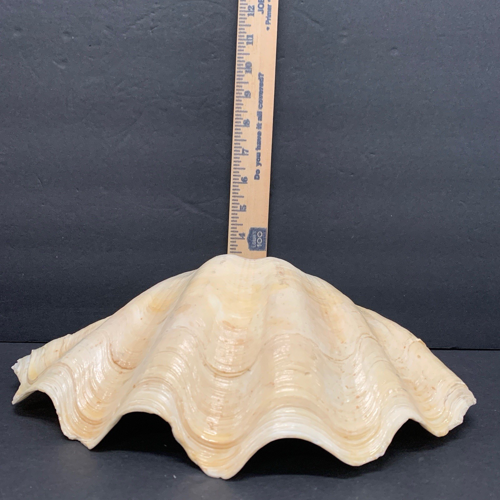 Tridacna Gigas Giant Natural Clam Shell - 12.5"x 8.5" - 5.11 lbs Vintage