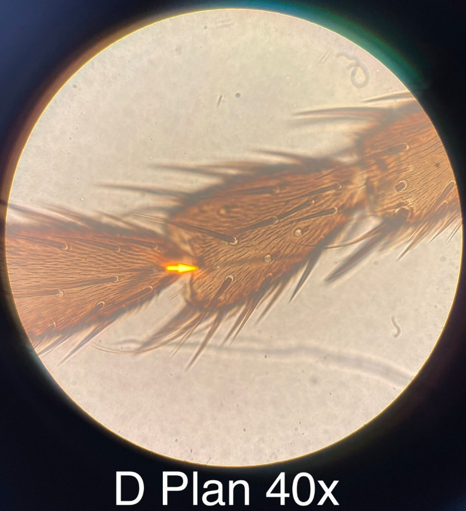 Olympus BH-2 BHUT Dual Viewing Teaching Microscope W/ D Plan Objectives