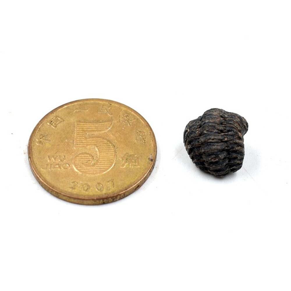 Random 1pc Mini Trilobite Fossil Reedops Phacops Devonian Stone Morocco Specimen