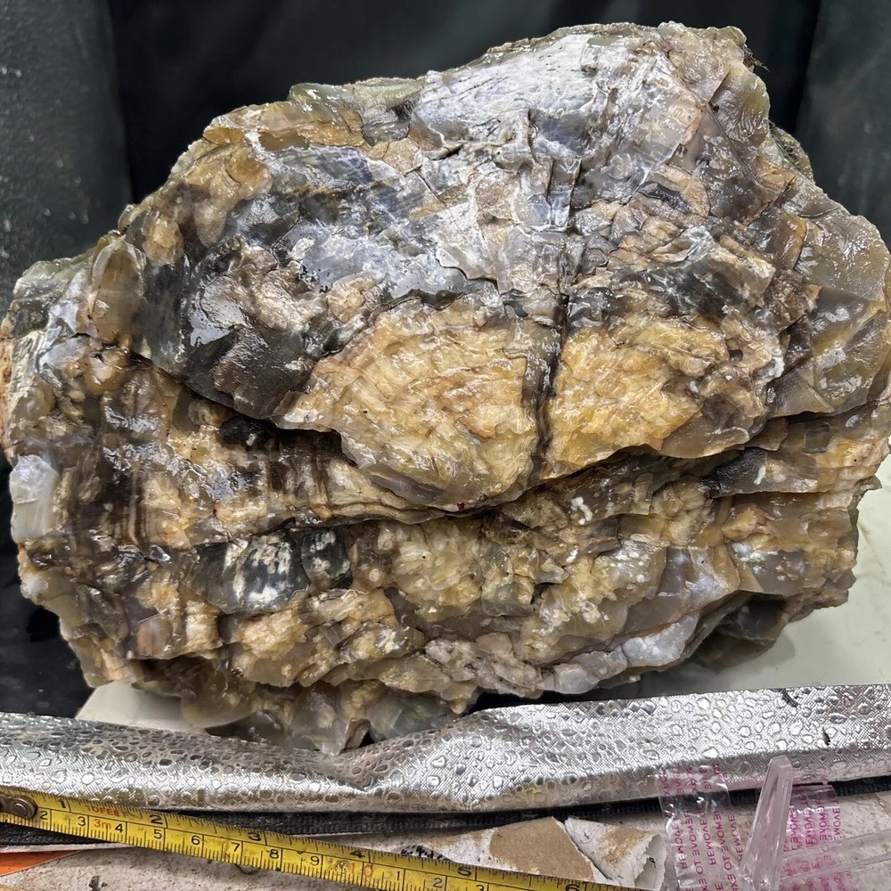 Silver Creek Junction petrified wood
