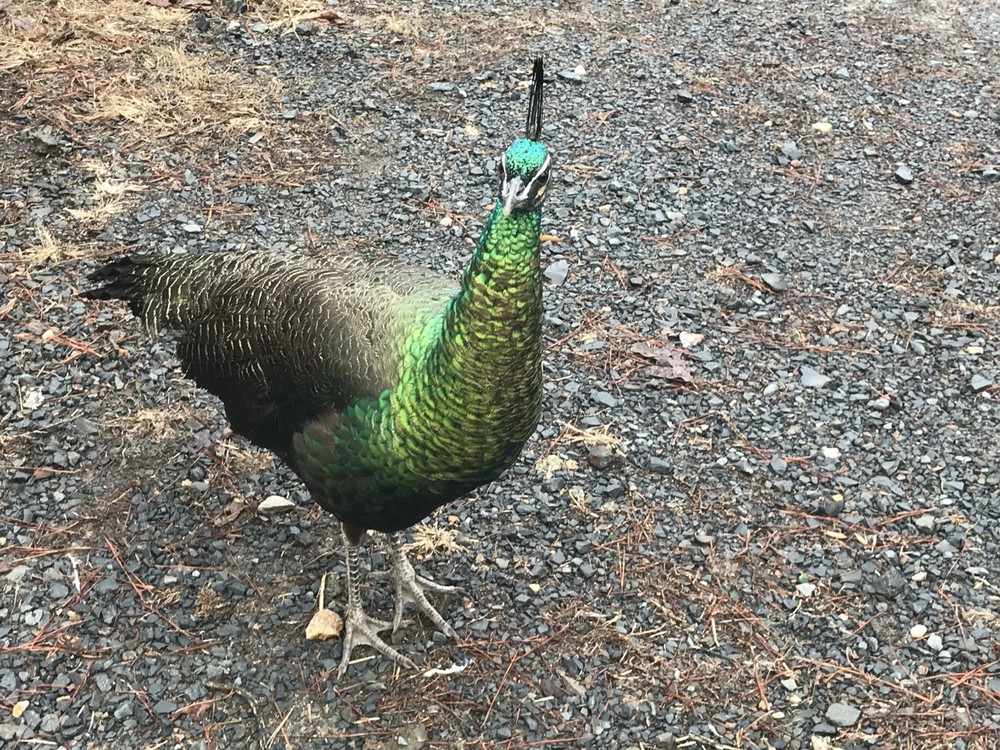 3 Java Green Purple Spaulding hatching eggs.