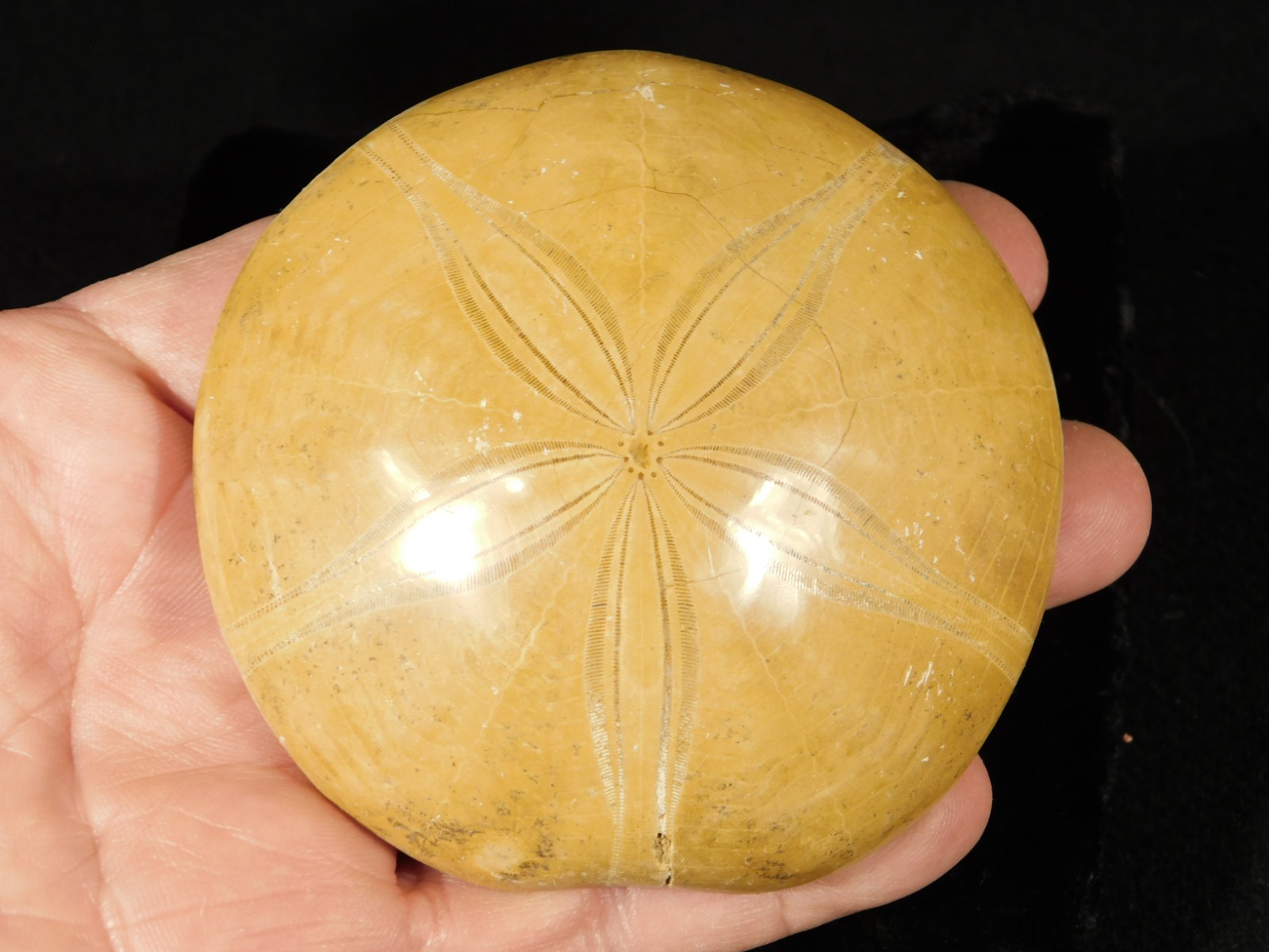 Big! Polished 150 Million Year Old! SAND DOLLAR Fossil Madagascar 200gr