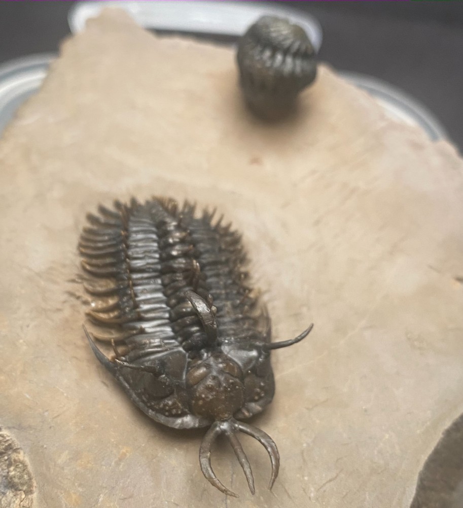 walliserops hammii & phacops