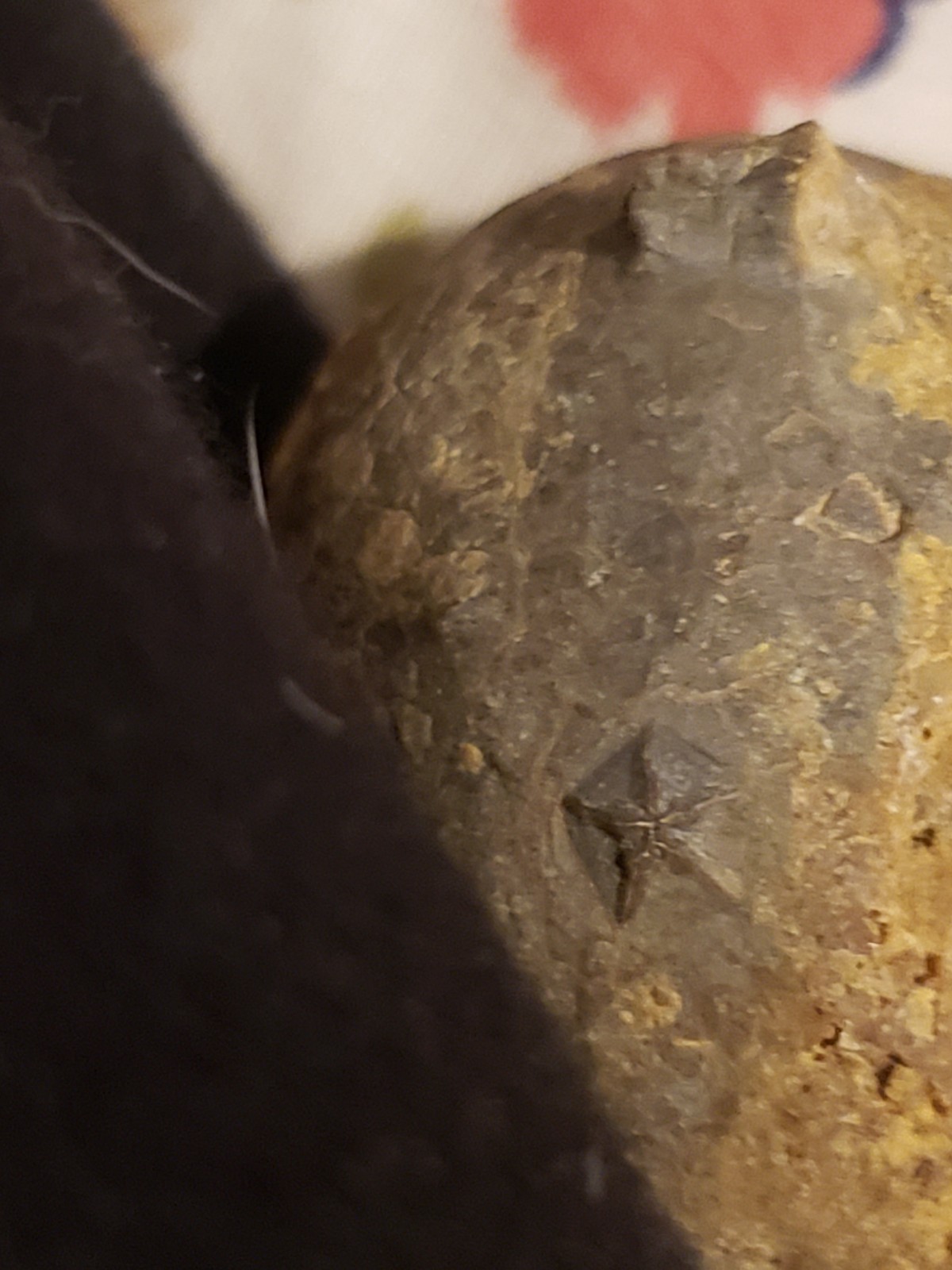 RARE.ANAL PYRAMID Cystoid Echinosphaerites Fossil Crinoid Trilobite RARE FOSSIL