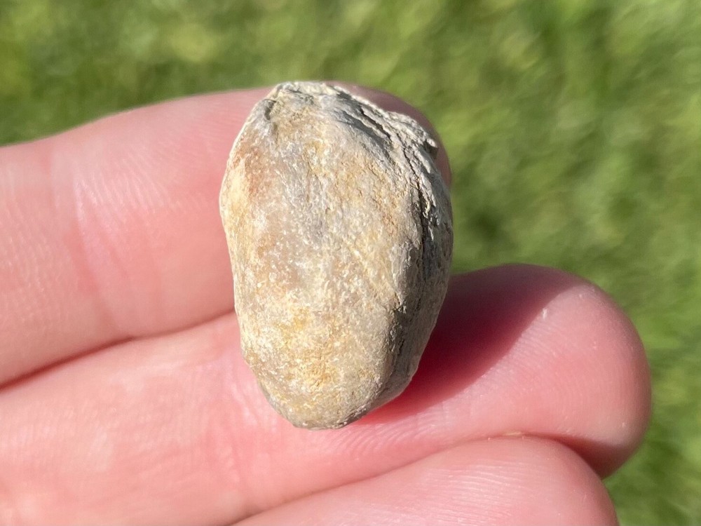 Germany Fossil Brachiopod Dicamara plebeia Devonian Age Shell