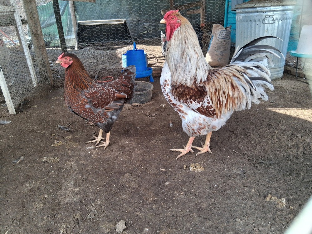 12 Splash & Blue laced wyandotte Hatching Eggs
