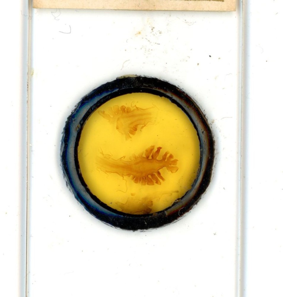 Antique glass Microscope slide Pansies sample #68