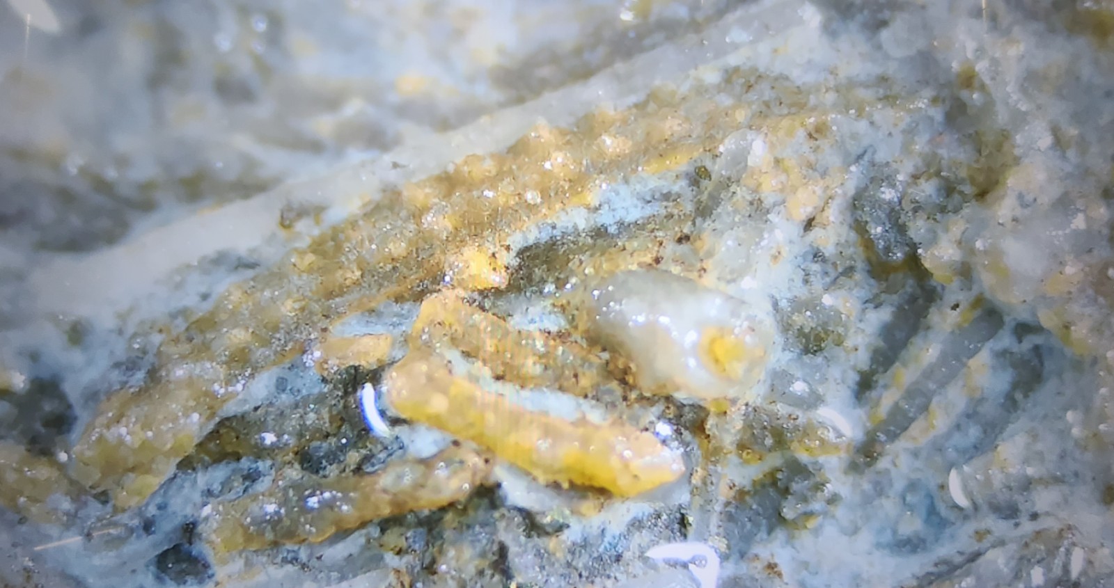 Silurian Sea Bed Fossil NW Ohio