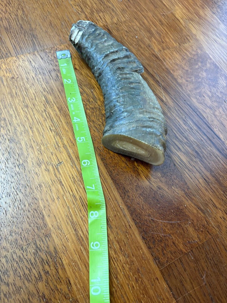 Spanish Ibex Horn Tip for Knife Handle Scale or Collectors