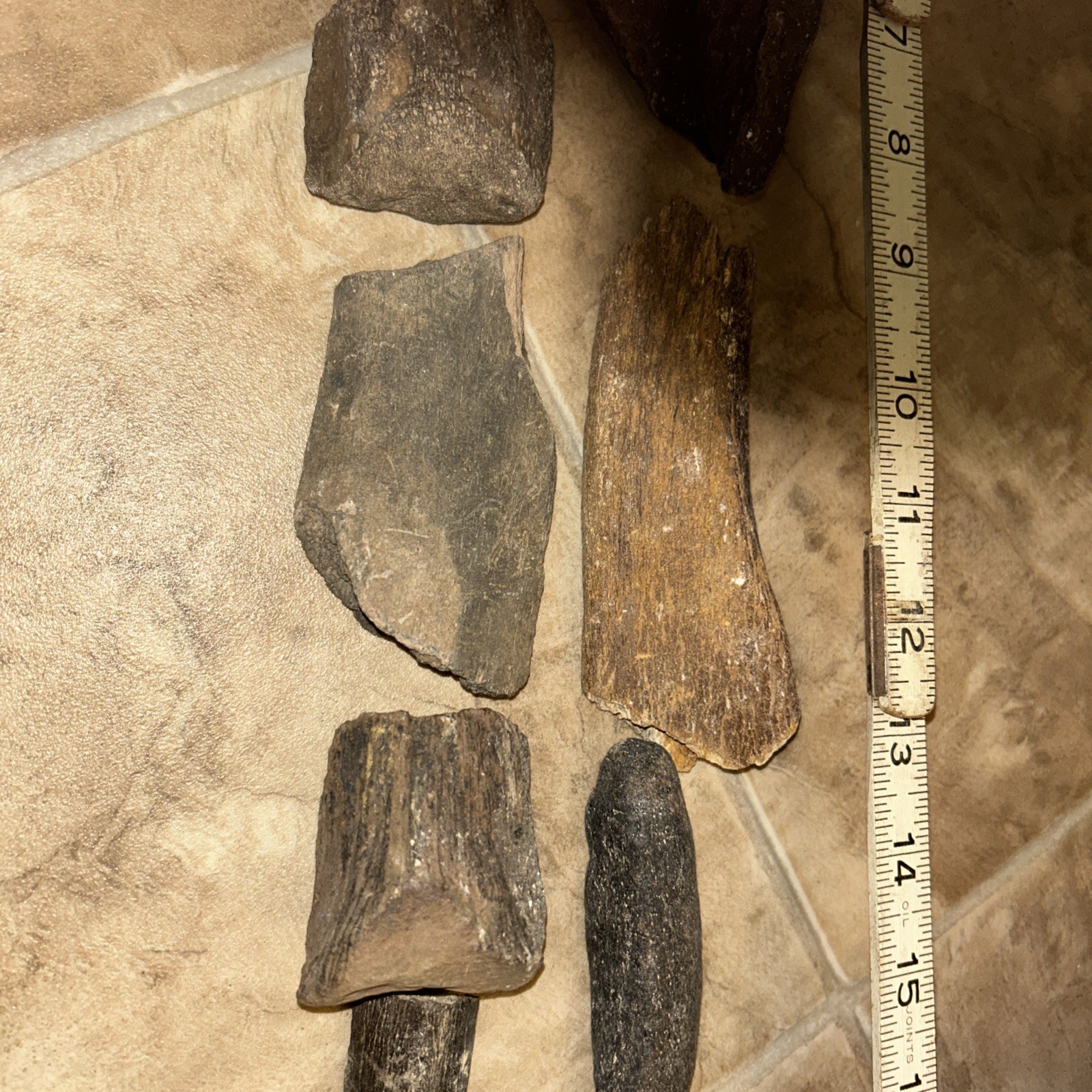 10 Ice Age Fossilized Mammal Bones Pleistocene Era, Omsk Siberia