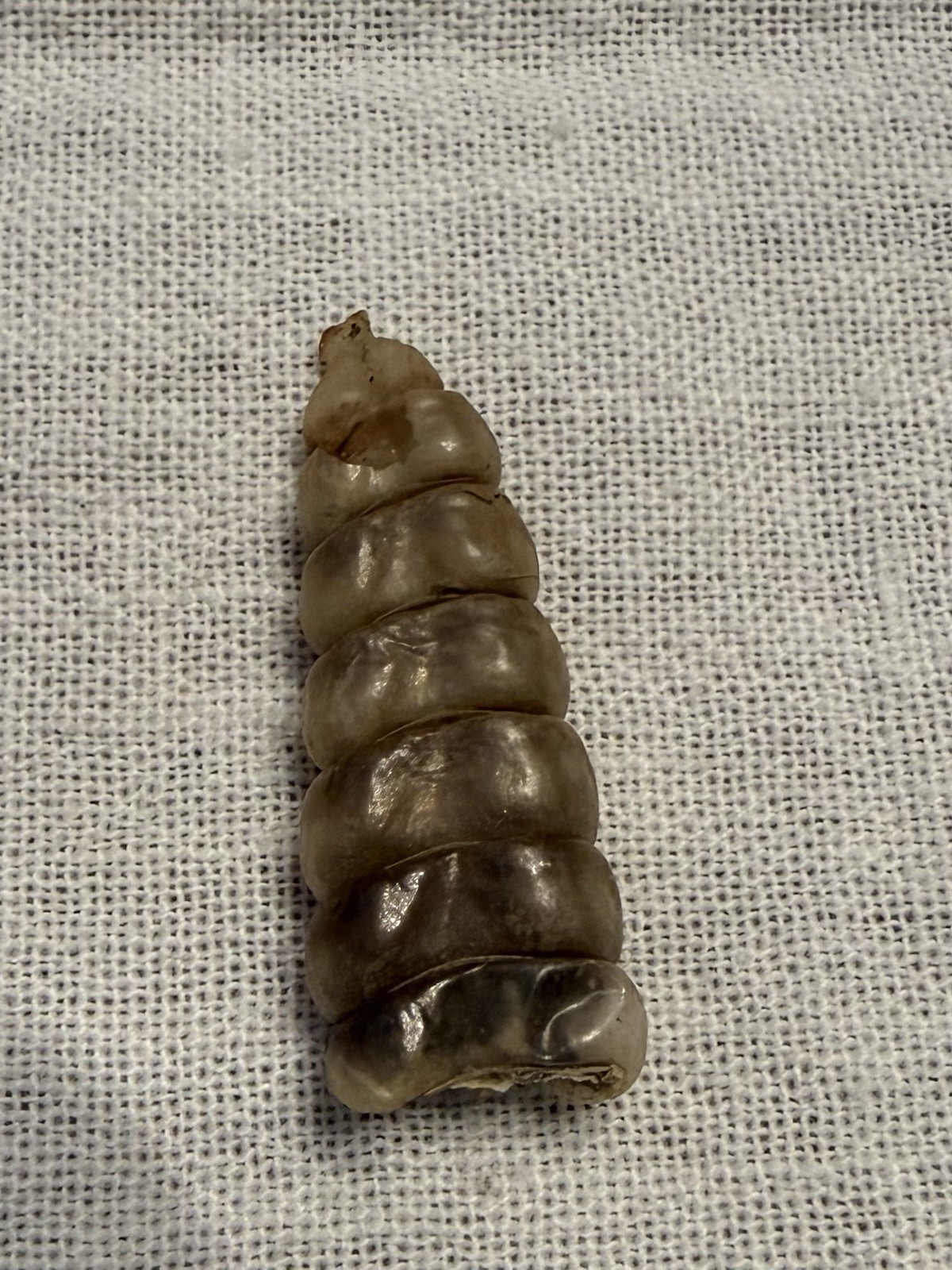 Rattlesnake Rattles ~ Lot Of 4 Rattles