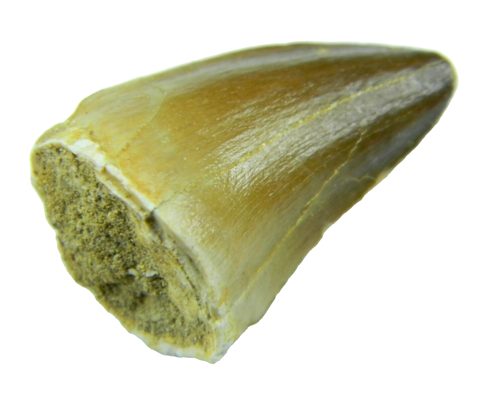1.23" Fossil Mosasaur (Prognathodon) Tooth - Morocco