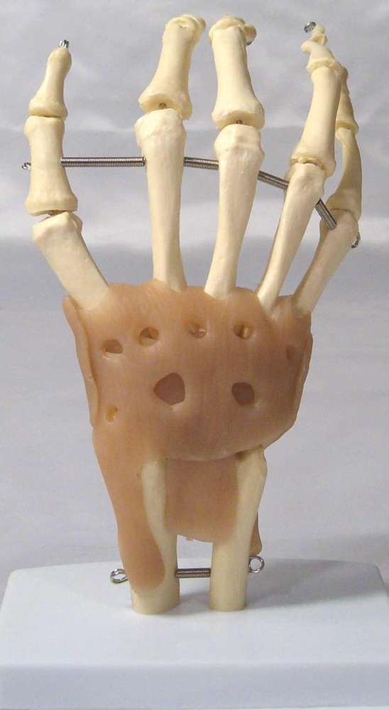Human hand wrist bone muscle joint anatomical mdeical teaching model New