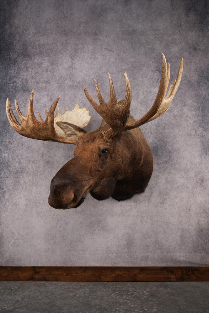 Alaskan Moose SKU 2988