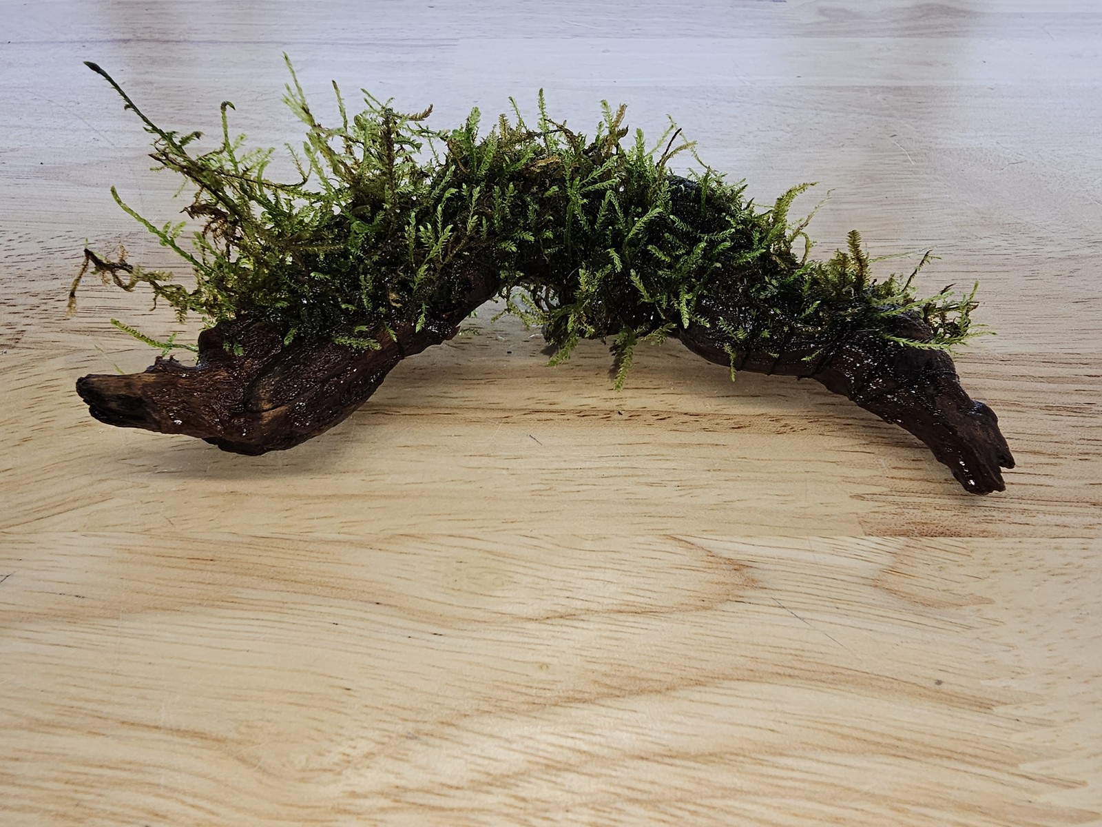 Moss On DriftWood Live Aquarium Plants