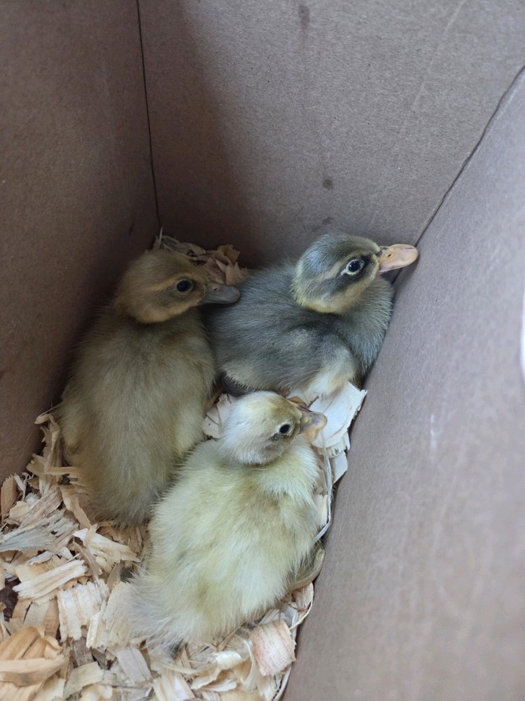 6+ Eggs Indian Runner & Campbell fertilized duck eggs