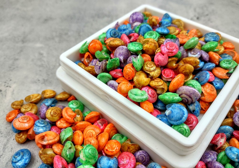 Rainbow Umbonium Shells Dyed Shells (approx. half cup 210+ shells 0.125+ inches)