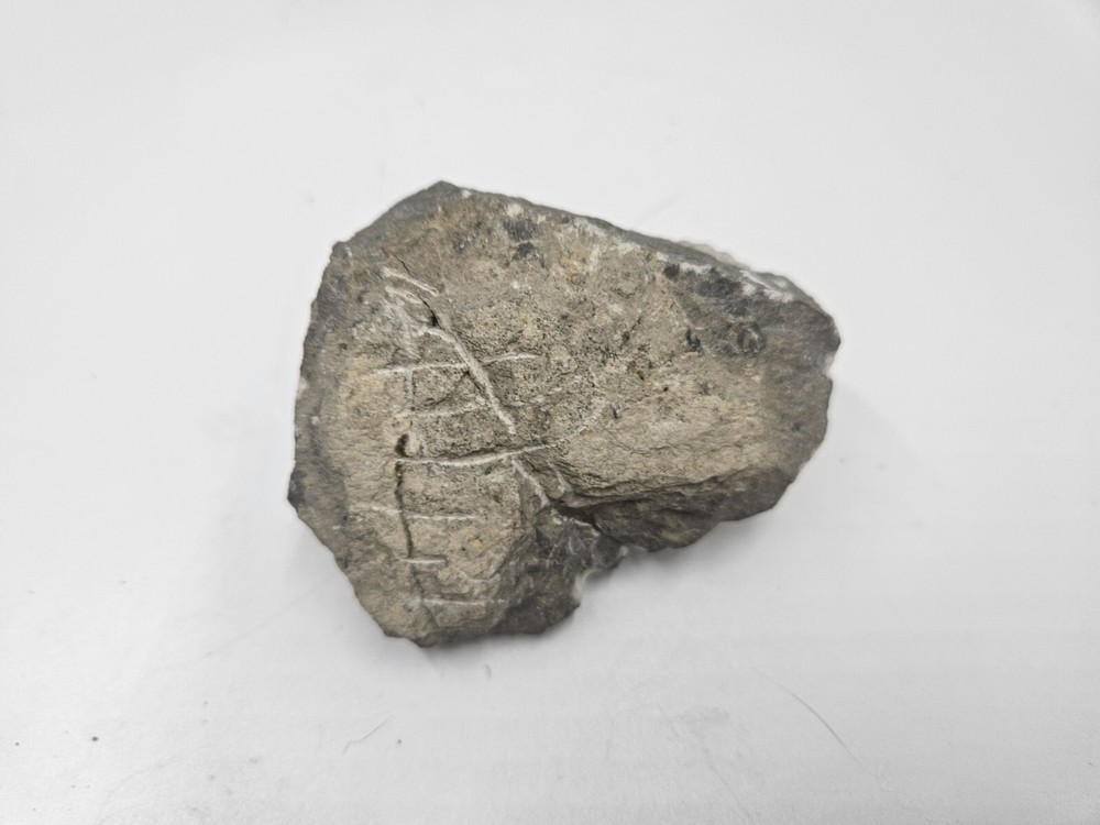 Fossile TRILOBITE Hollardops Mesocristata Devonian. Unknown Origin.