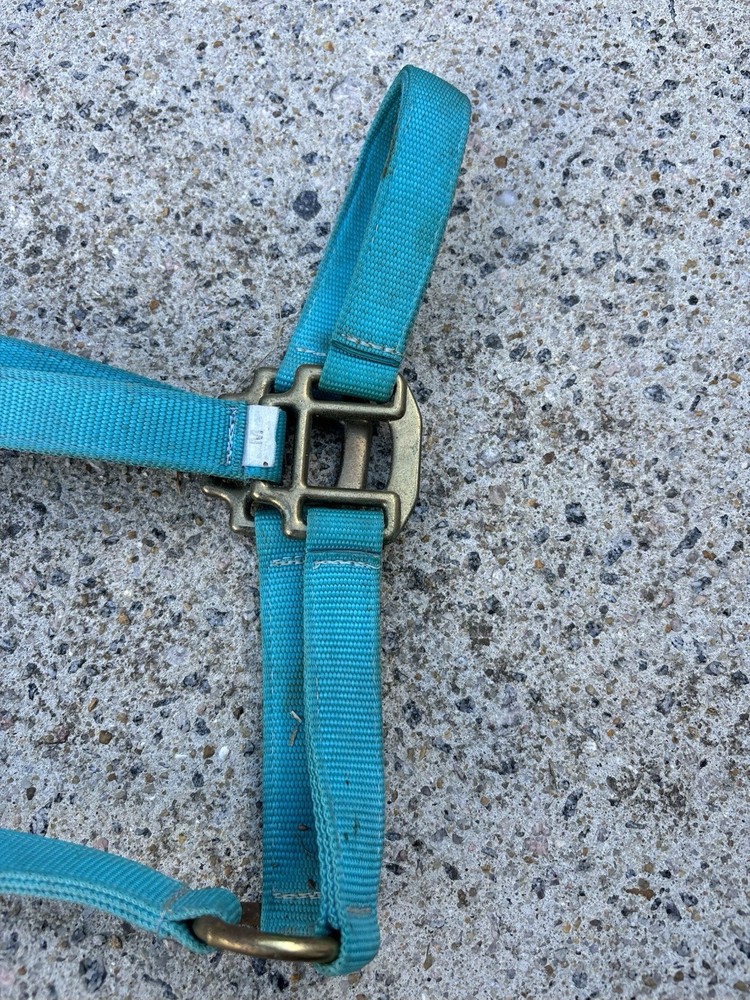 USED - Teal Blue Size Medium Horse Halter