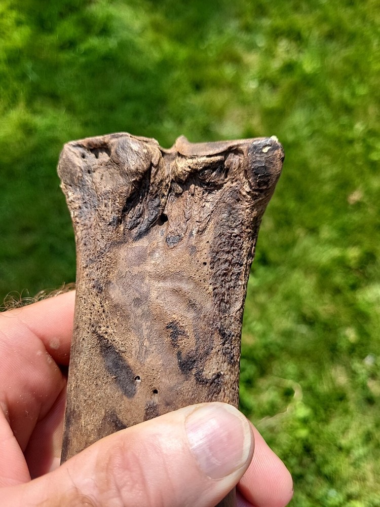 Bison metacarpal Historic bison foot bone