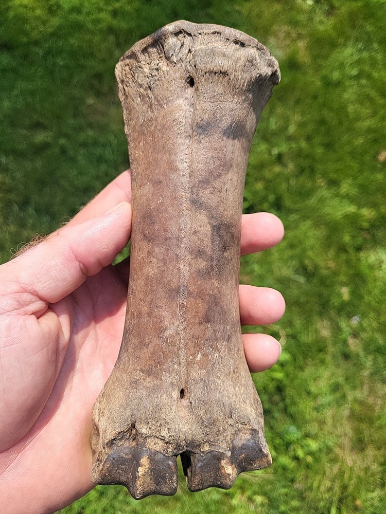 Bison metacarpal Historic bison foot bone
