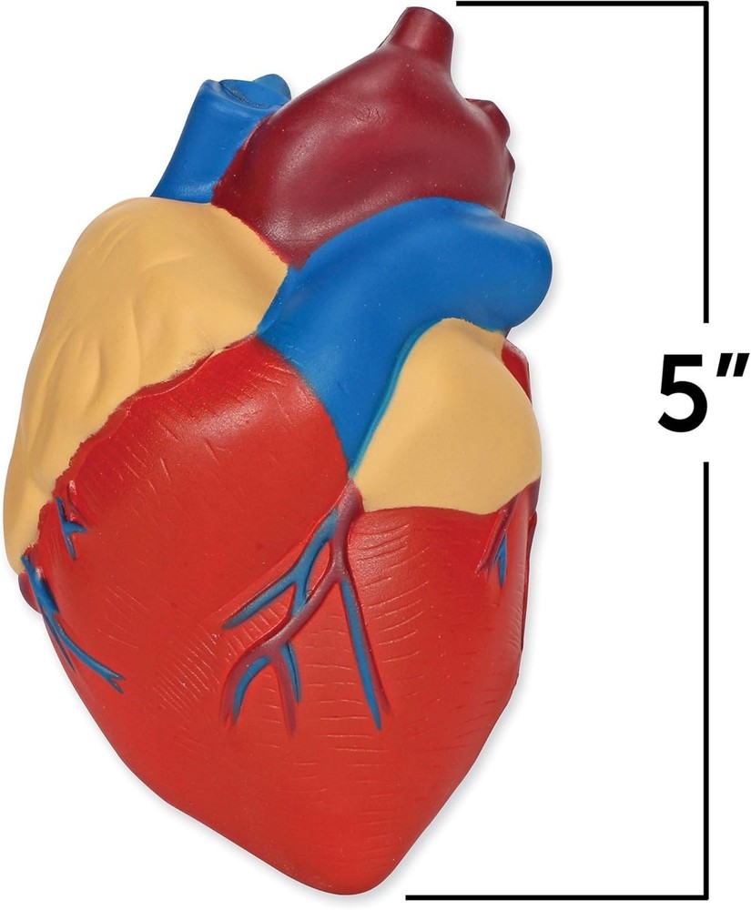 STEM Learning Aid - Cross-Section Heart Model, Lightweight