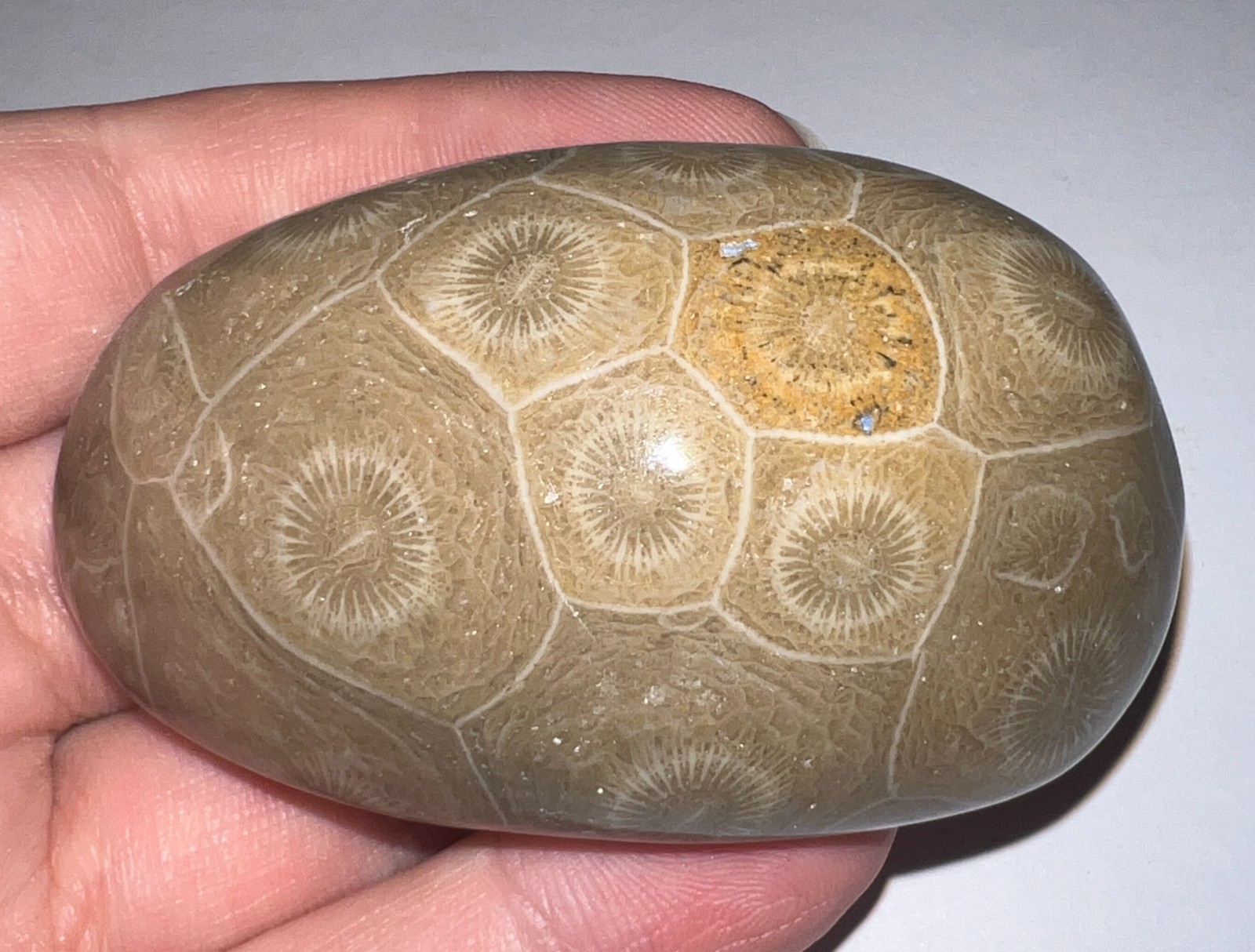 Moroccan Pre Dinosaur Fossil Polished Coral Lot 3 Inches One Per Order