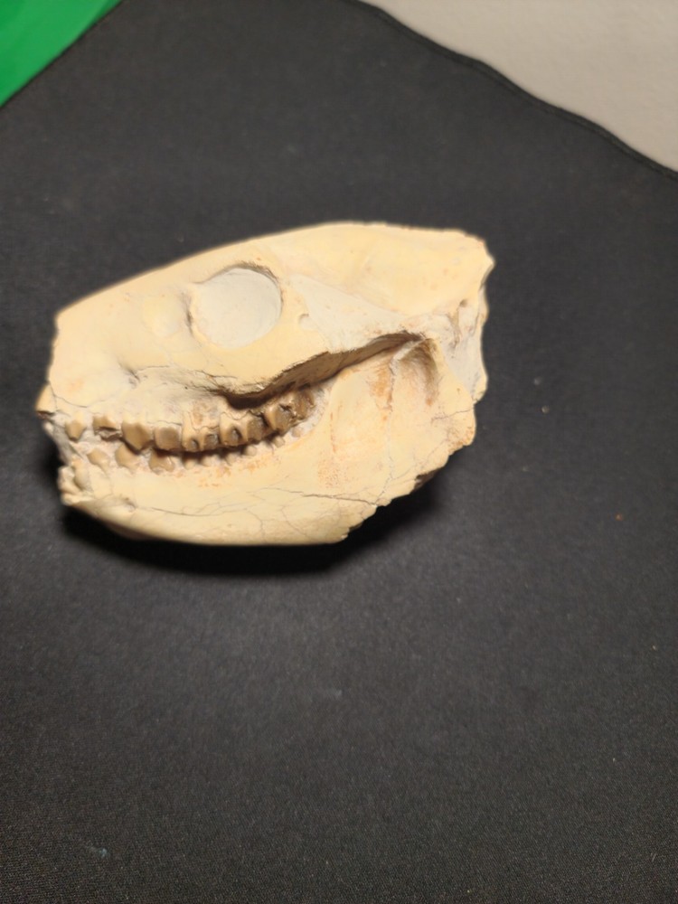 Oreodont Skull