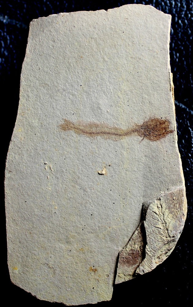 Paleogadus sp - Oligocene fossil fish