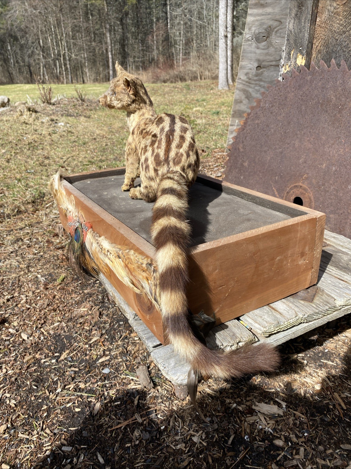 Super Cool African Genet Cat Standing Mount Taxidermy Exotic Decor