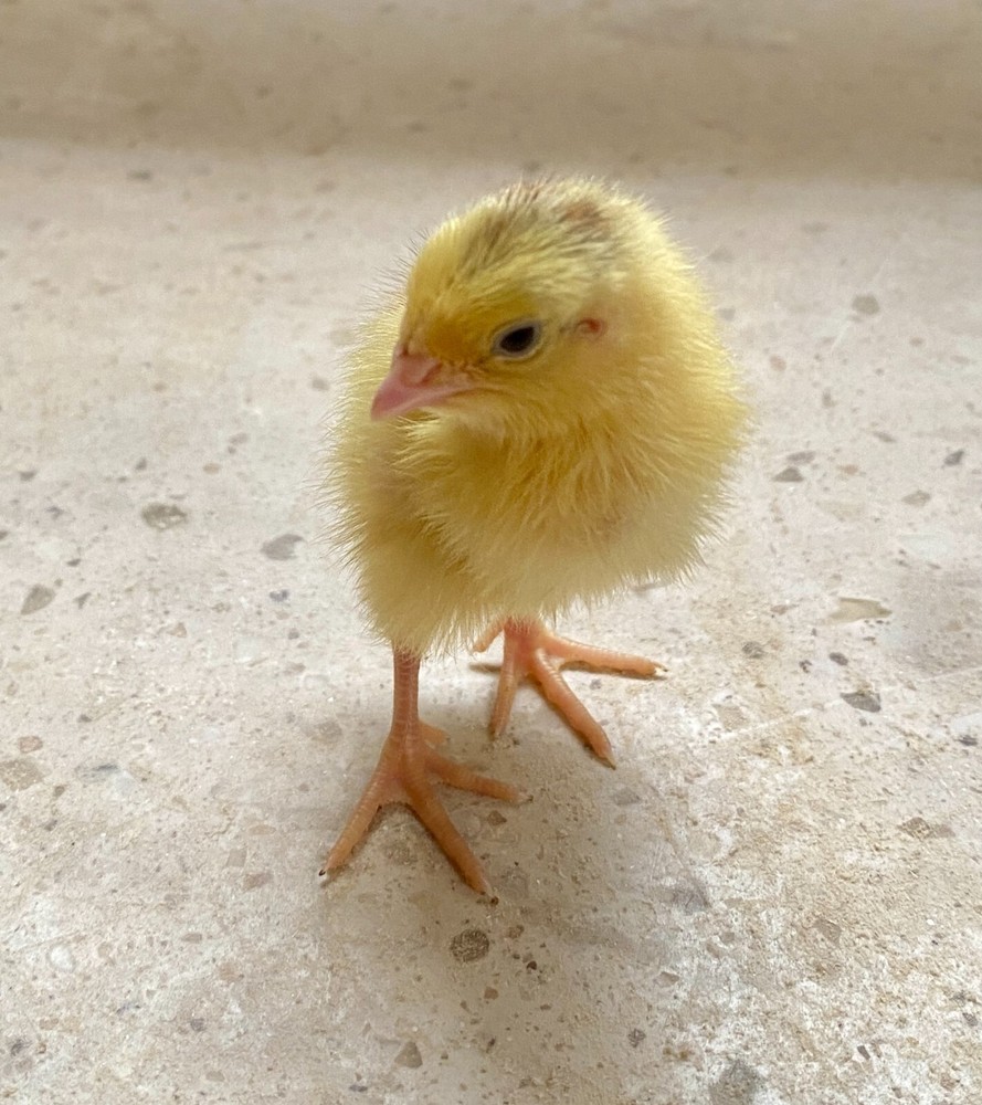 60- Celadon Quail Hatching Eggs - 100% True Blue Coturnix 🪺