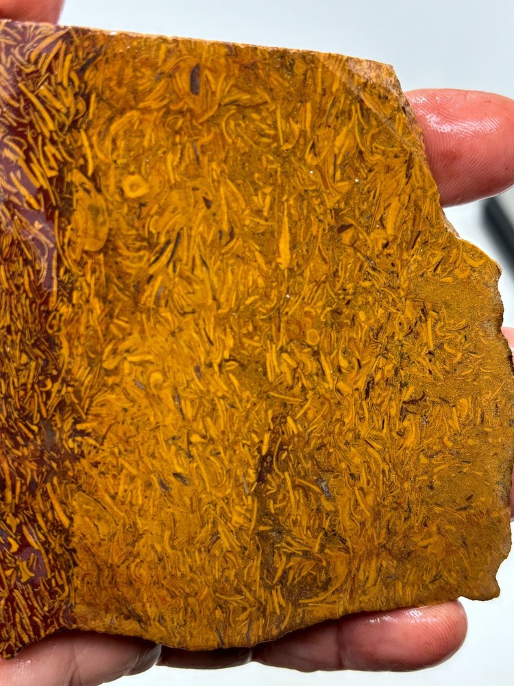 Script Stone Jasper Slab Cabbing Lapidary Collecting Combo Ship Avail