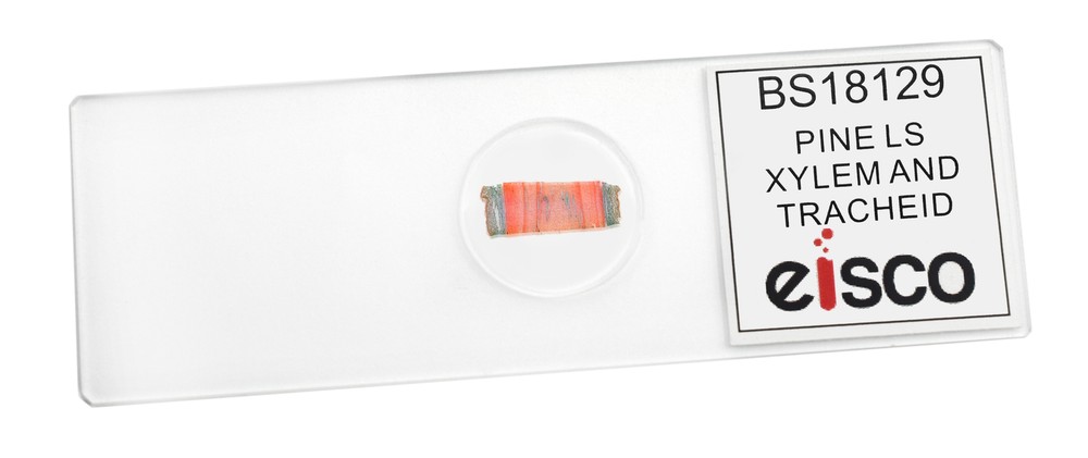 Pine Xylem & Tracheids - Prepared Microscope Slide - 75x25mm - Eisco Labs