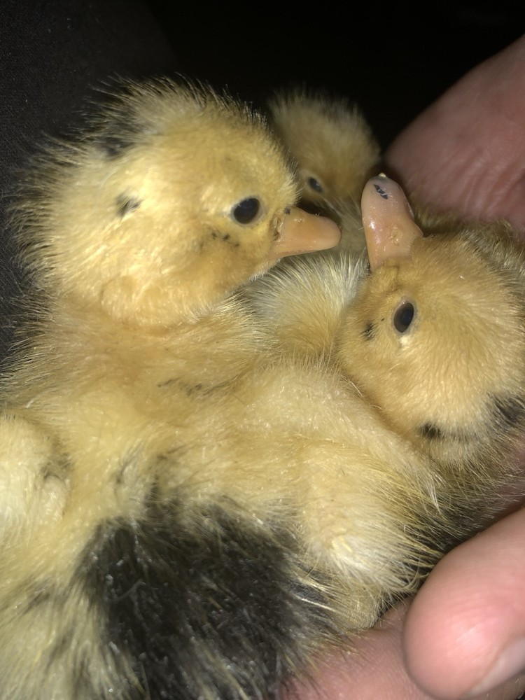 ancona duck eggs, Dozen