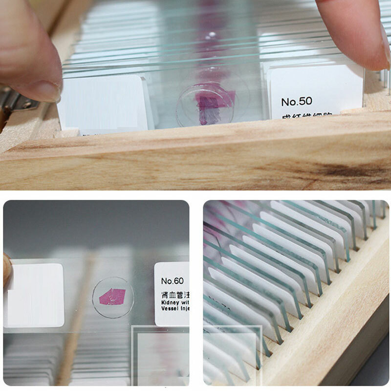 100PCS Mammal Tissue Sections Histology Prepared Specimen Microscope Slides