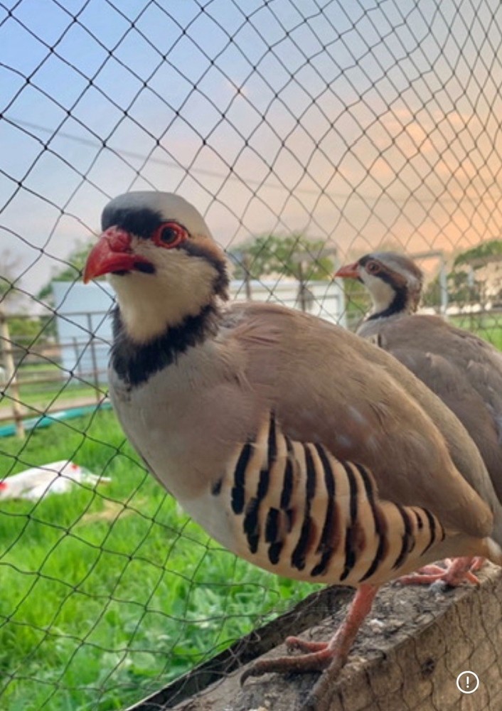 100+ chukar hatching Eggs