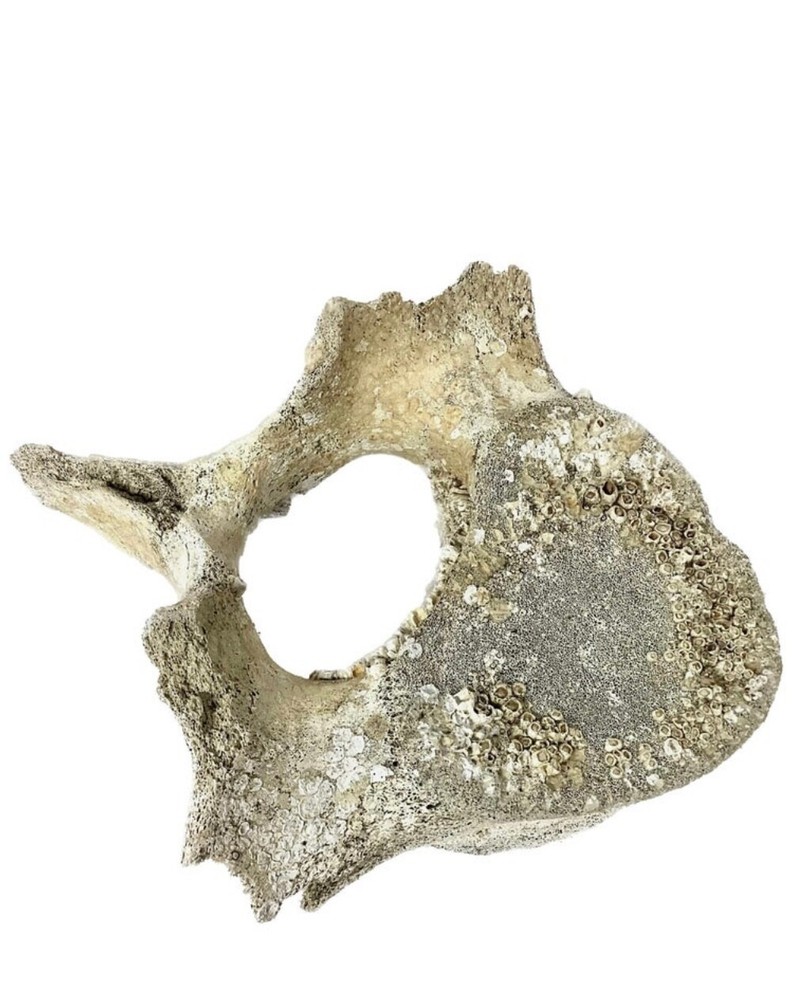 Fossilized Whale Vertebrae #15