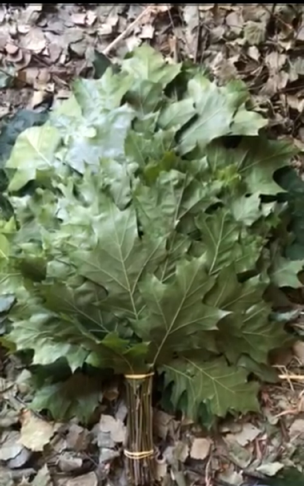 12st Oak canadian brooms+herbs sauna banya venik whisks Eiche 2025 Ukrainian fre