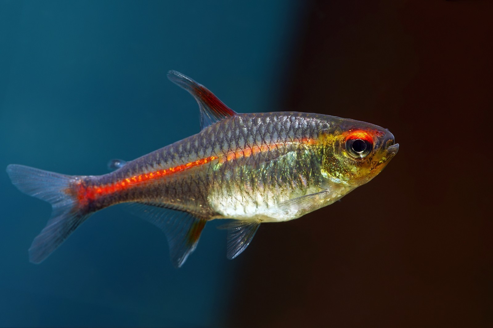 Ultra Small Floating & Sinking Pellet Tropical Fish Food Mix Tetra Gourami A453