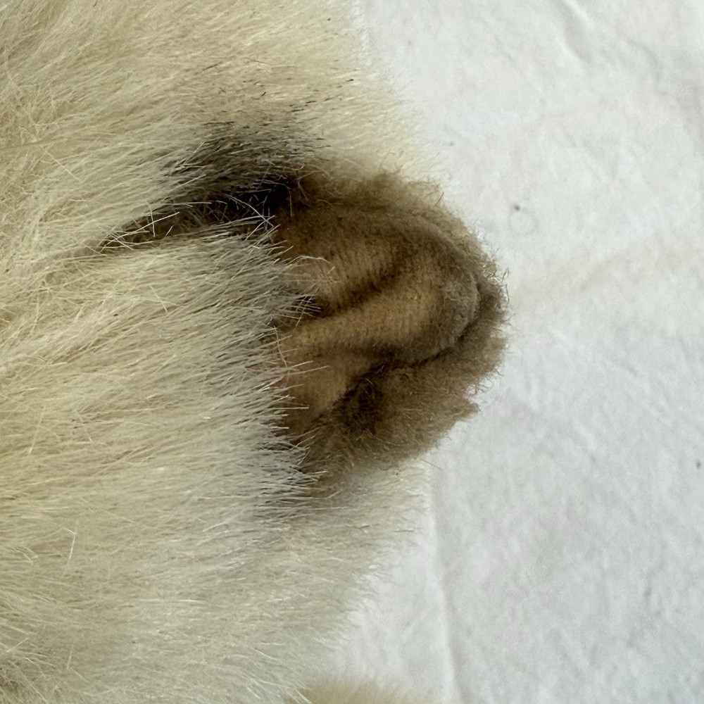 Folkmanis Siamese Cat Hand Puppet