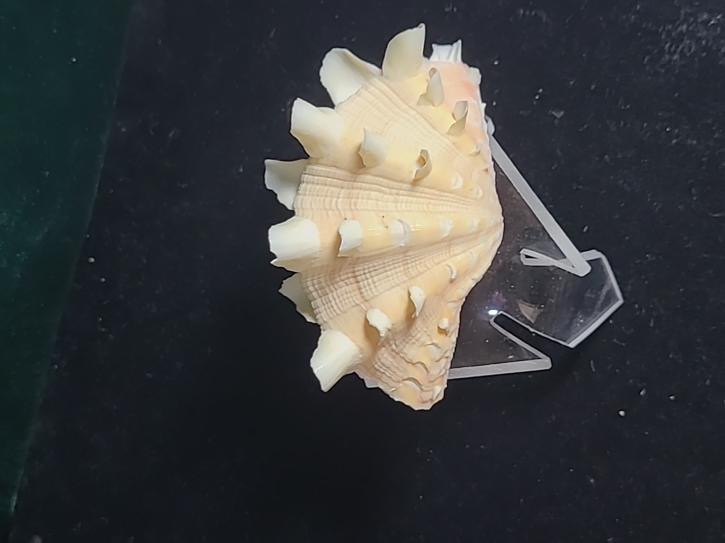 Vintage Whole Tridacna Squamosa Clam Shell Small Fan