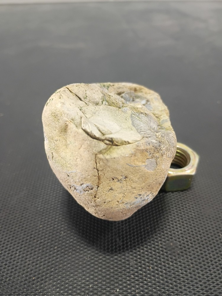 Fossil specimen containing multiple marine invertebrates