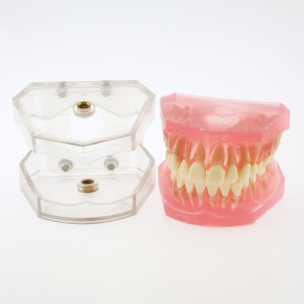 Dental Ortho Standard Teeth Study Demonstration Teaching Model Removable Teeth